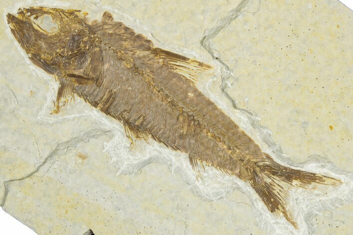 Detailed Fossil Fish (Knightia) - Wyoming #348044
